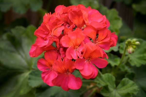 plants for the windowsill