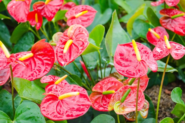 plants for the windowsill