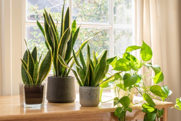 plants for the windowsill