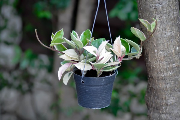 plants for the windowsill