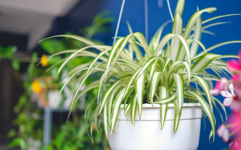 spider plant care indoors