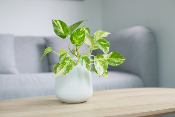 best houseplants for beginners