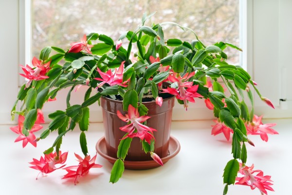 best houseplants for beginners