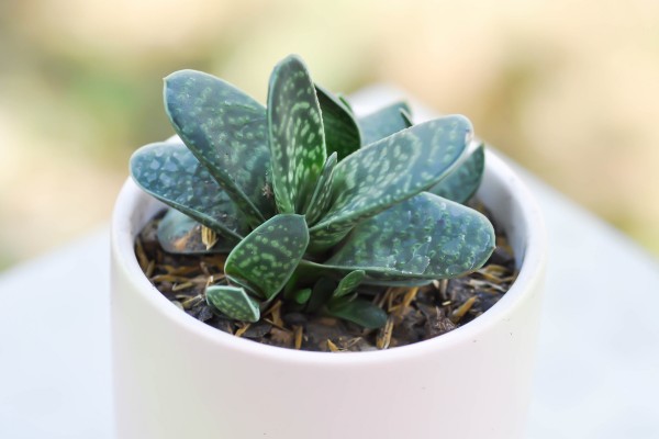 best houseplants for beginners