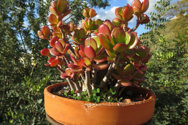 best houseplants for beginners