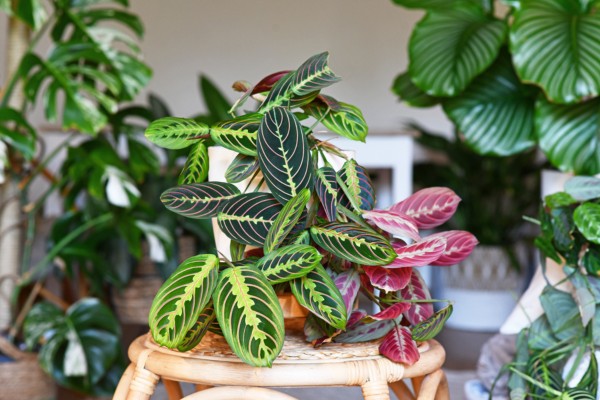 best houseplants for beginners