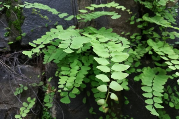 best houseplants for beginners