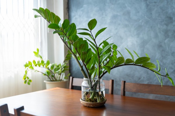 best houseplants for beginners