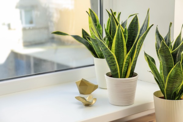 best houseplants for beginners
