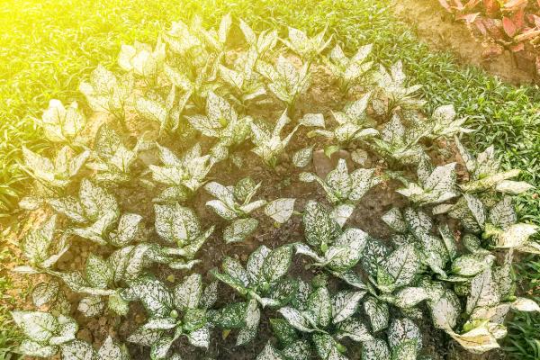 best houseplants for beginners