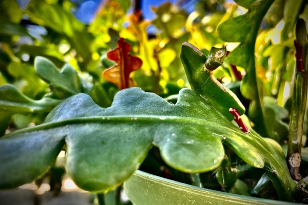 best houseplants for beginners