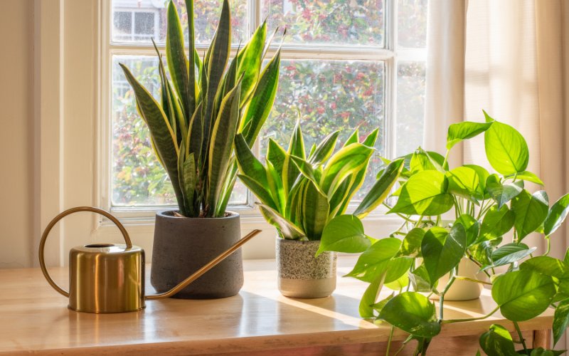 best houseplants for beginners