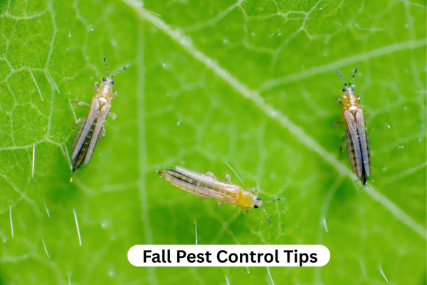 Fall Pest Control Tips
