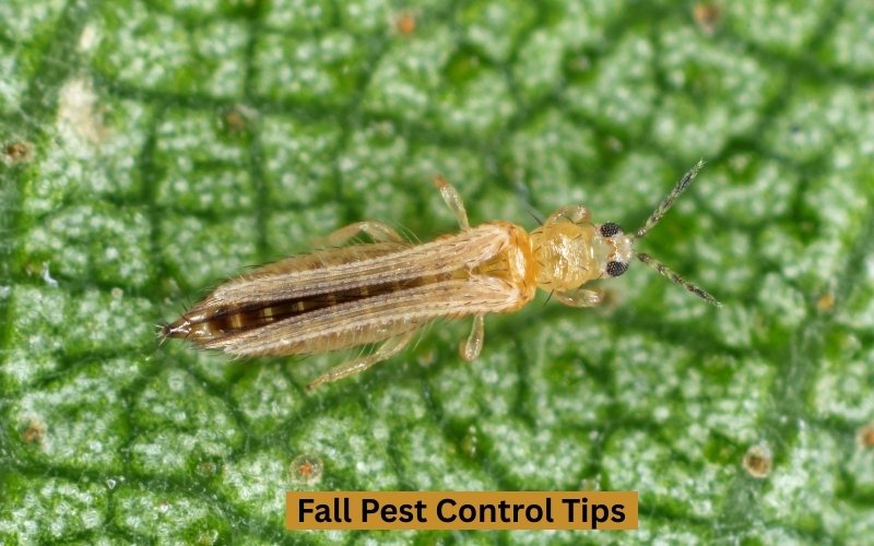Fall Pest Control Tips