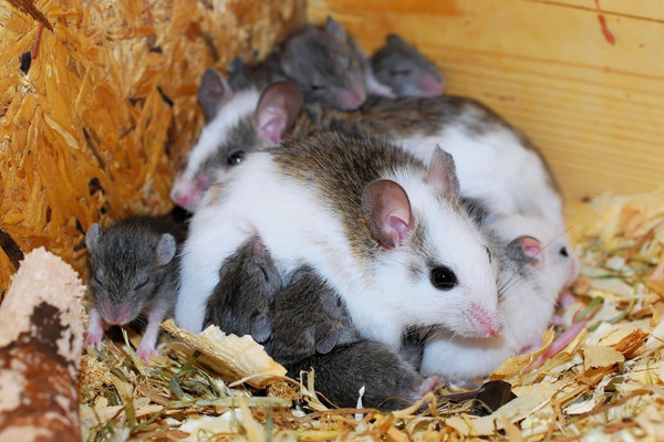 how to keep mice out of your house naturally
