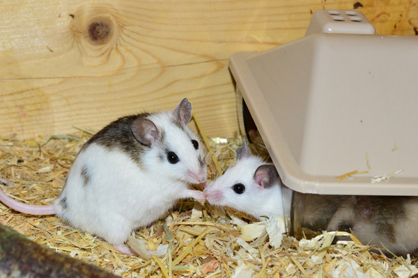 how to keep mice out of house in winter