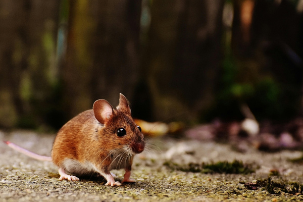 how to keep mice out of your house at night