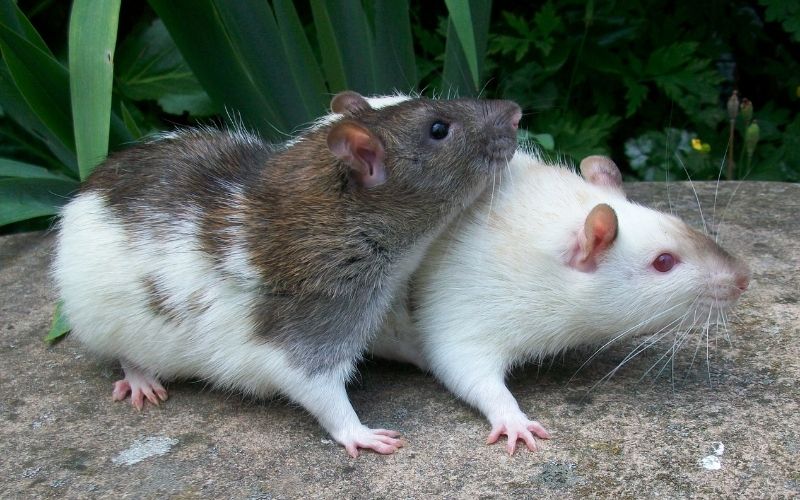 How to Keep Mice Out of Your House