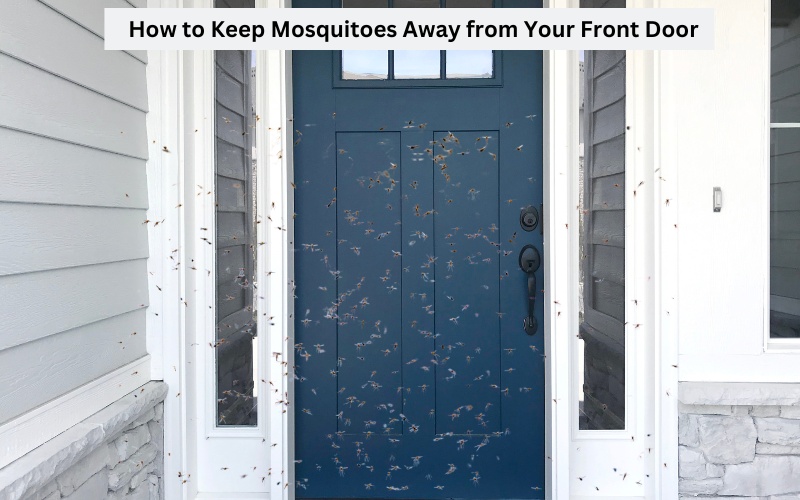 How to Keep Mosquitoes Away from Your Front Door: Top Tips