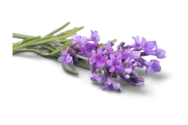 essential oil moth repellent recipe