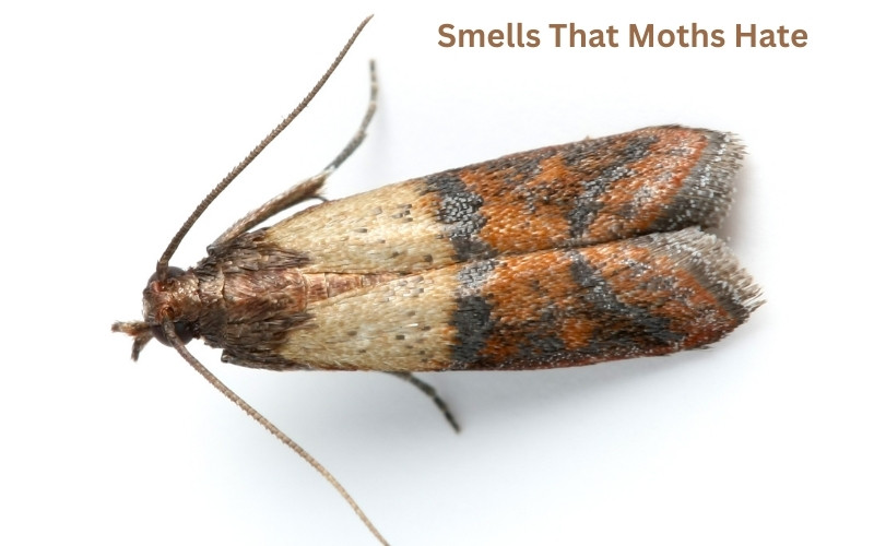 Smells That Moths Hate