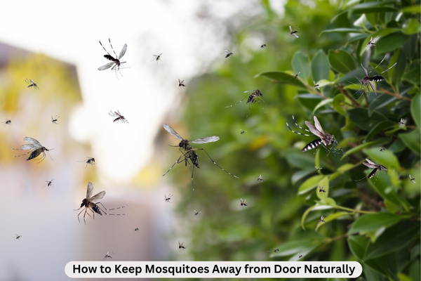 how to keep mosquitoes away from door naturally
