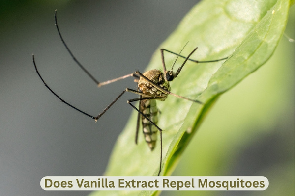 Does Vanilla Extract Repel Mosquitoes