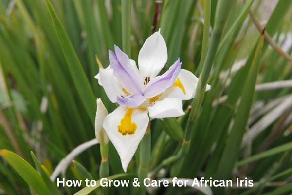 How to Grow & Care for African Iris