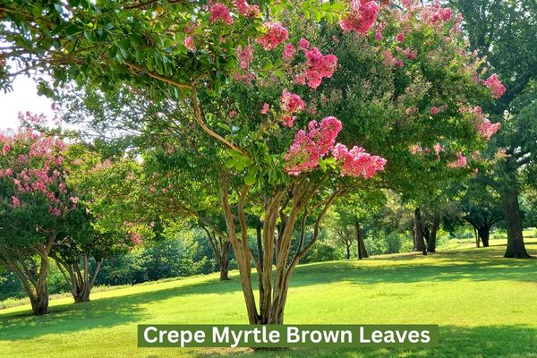 crepe myrtle brown leaves