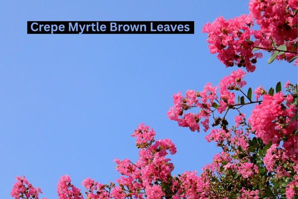 crepe myrtle brown leaves