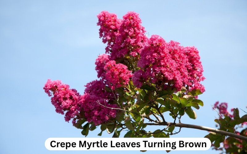 crepe myrtle brown leaves