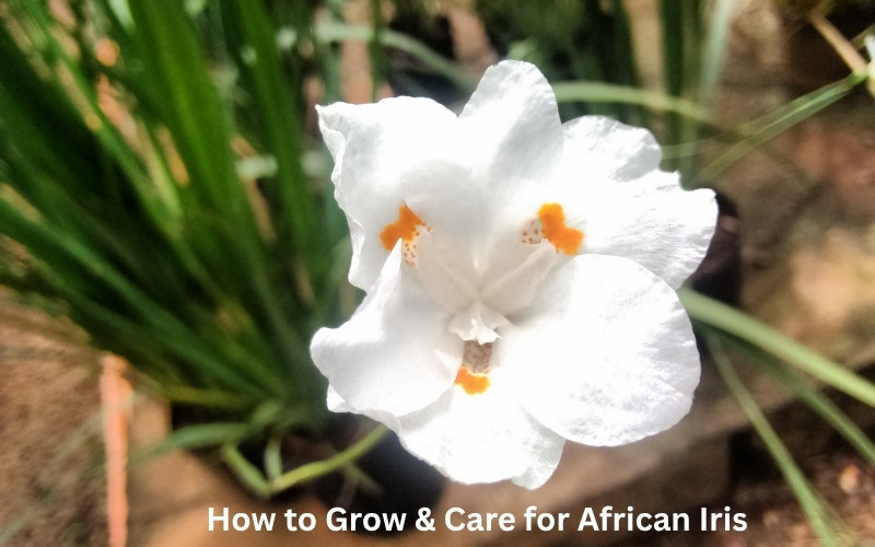 How to Grow & Care for African Iris