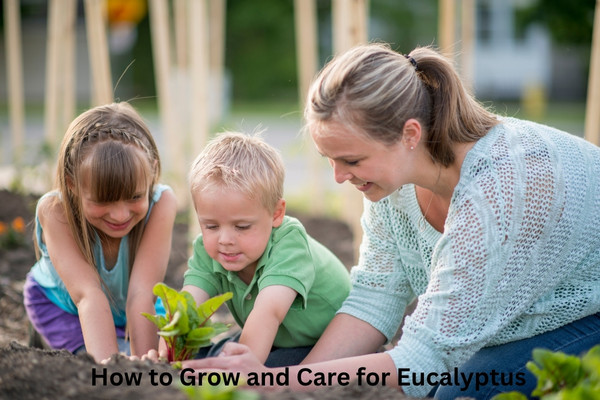 How to Grow and Care for Eucalyptus