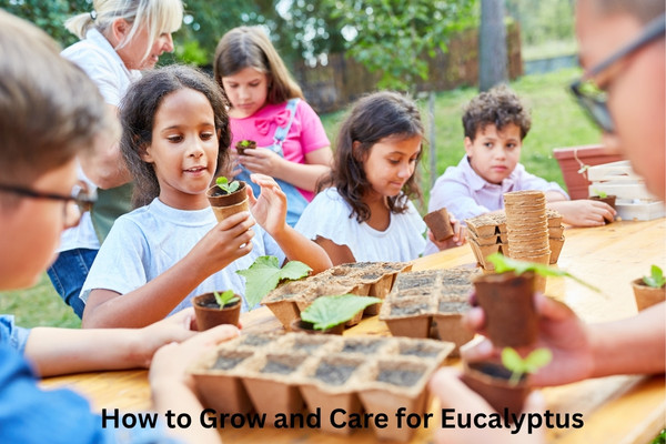 How to Grow and Care for Eucalyptus