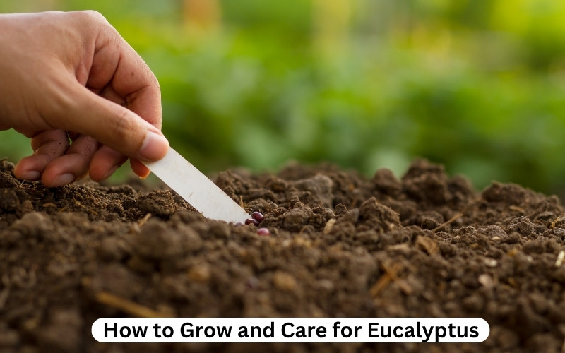 How to Grow and Care for Eucalyptus