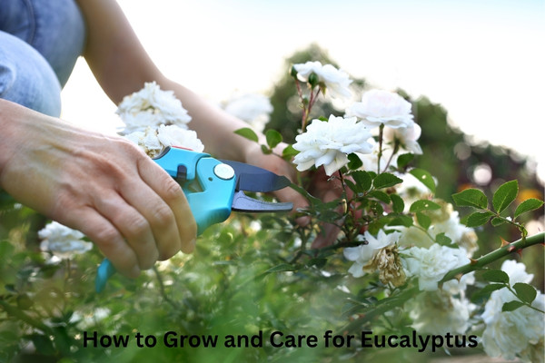 How to Grow and Care for Eucalyptus